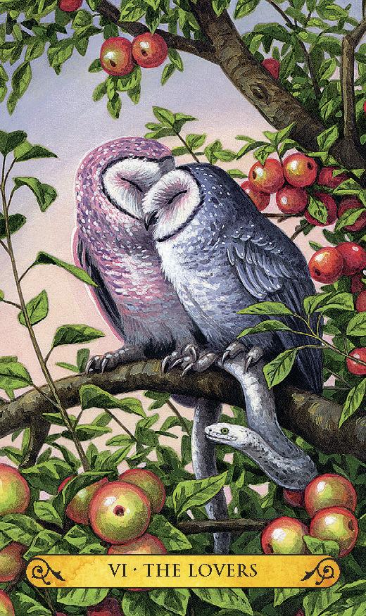 Tarot of the Owls Mini - mini taro kortos be vadovo | Llewellyn