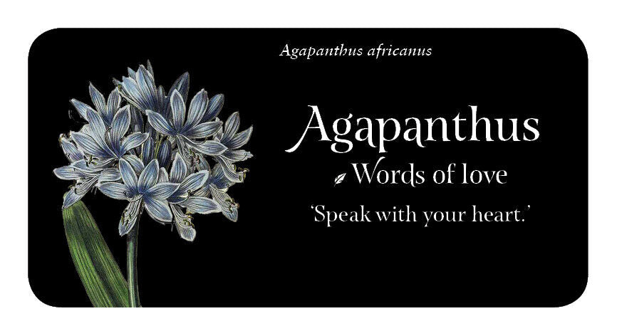 The Language of Flowers - gėlių įkvėpimo kortos | Rockpool